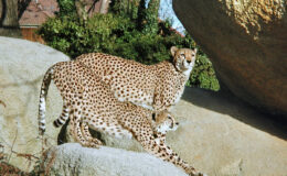 014 - schön und schnell